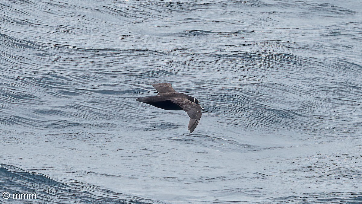 Spectacled Petrel - ML630706616