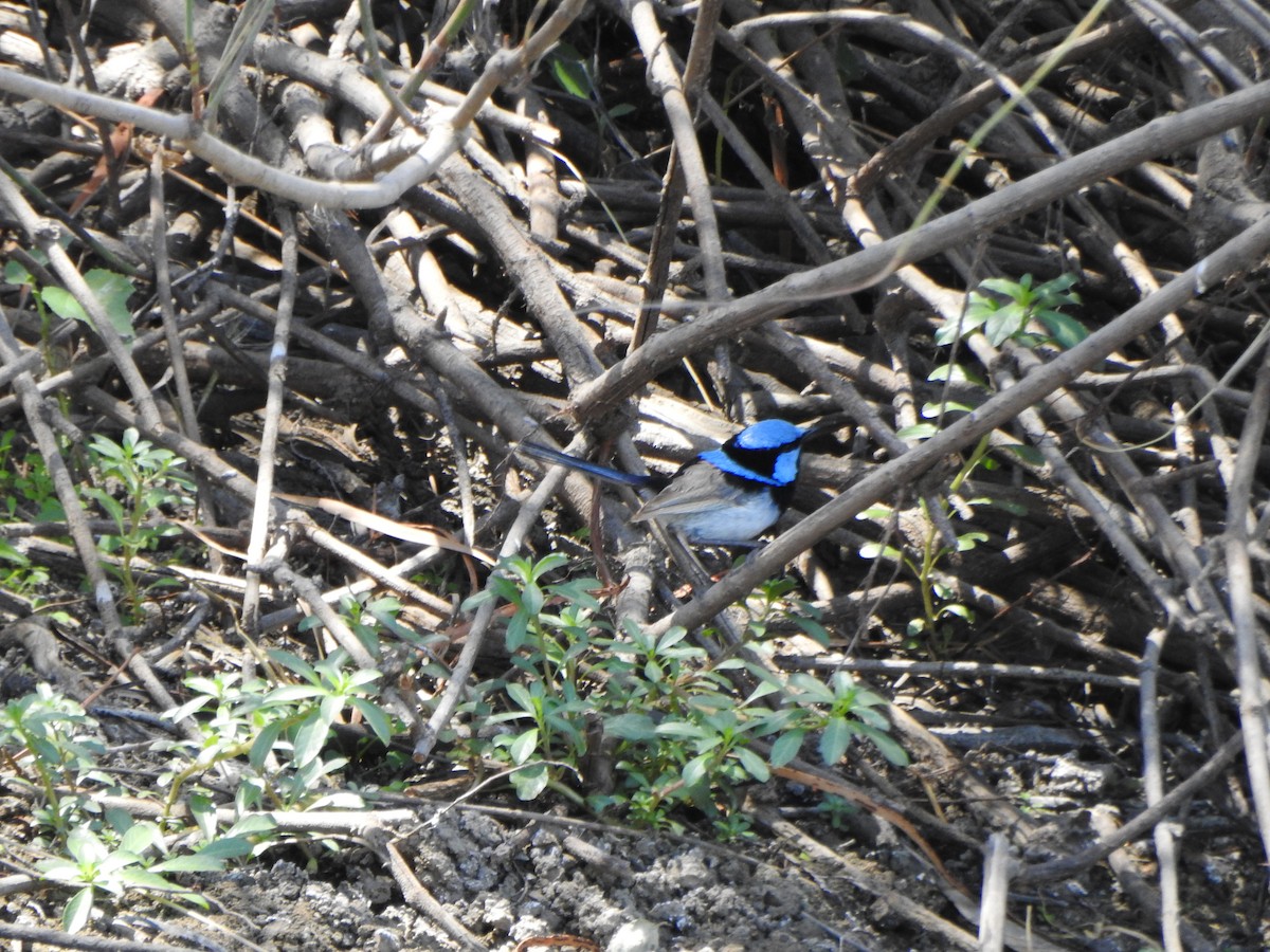 Superb Fairywren - ML630706707