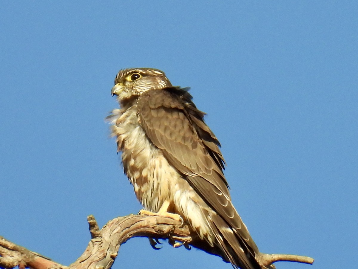 Merlin - ML630706785