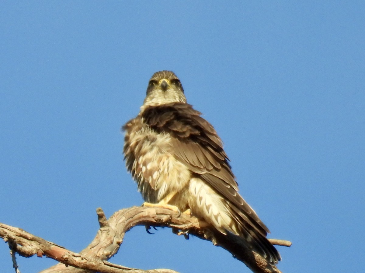 Merlin - ML630706786