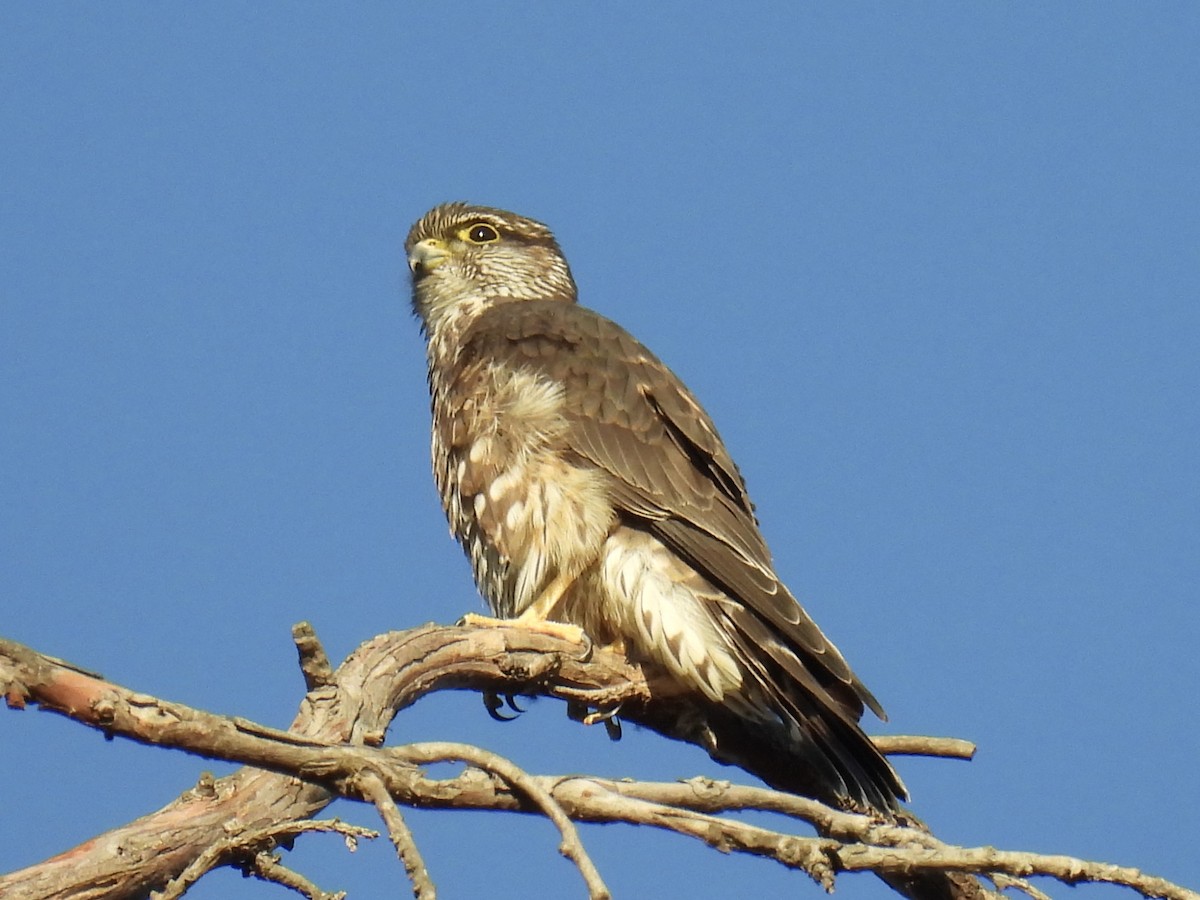 Merlin - ML630706787