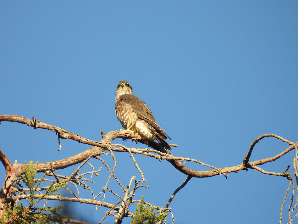 Merlin - ML630706788