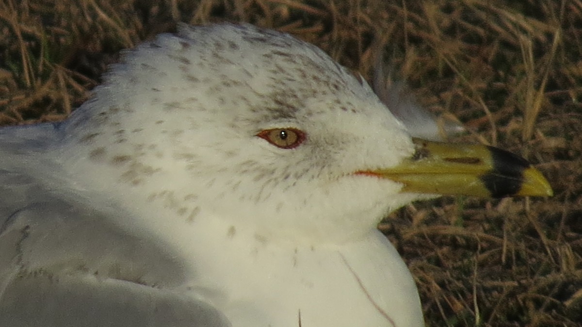 Ring-billed Gull - ML630706938