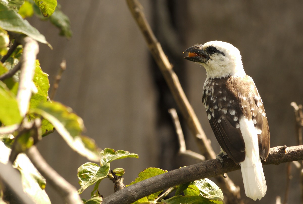 Ak Başlı Barbet - ML630707225