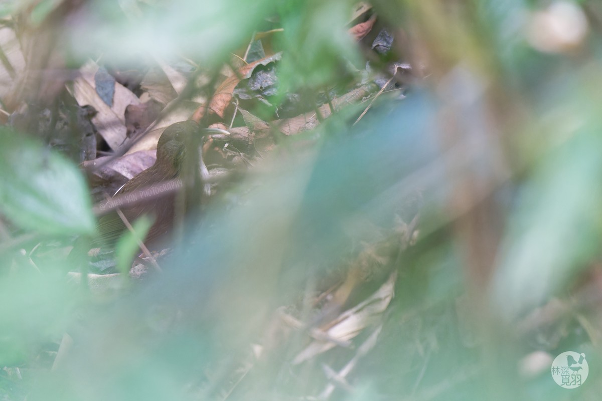 Naung Mung Scimitar-Babbler - ML630707267