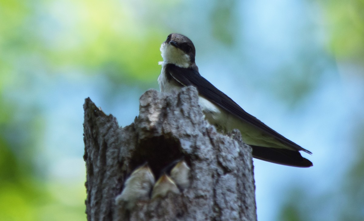 Tree Swallow - Anne Mytych