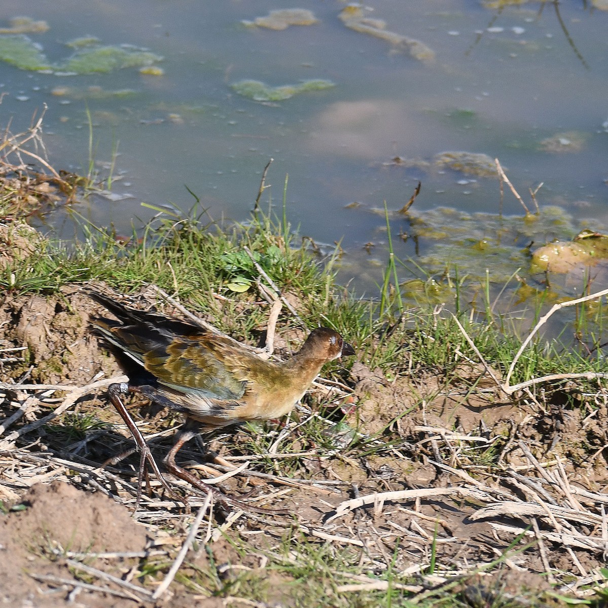 Allen's Gallinule - Ricard Gutiérrez
