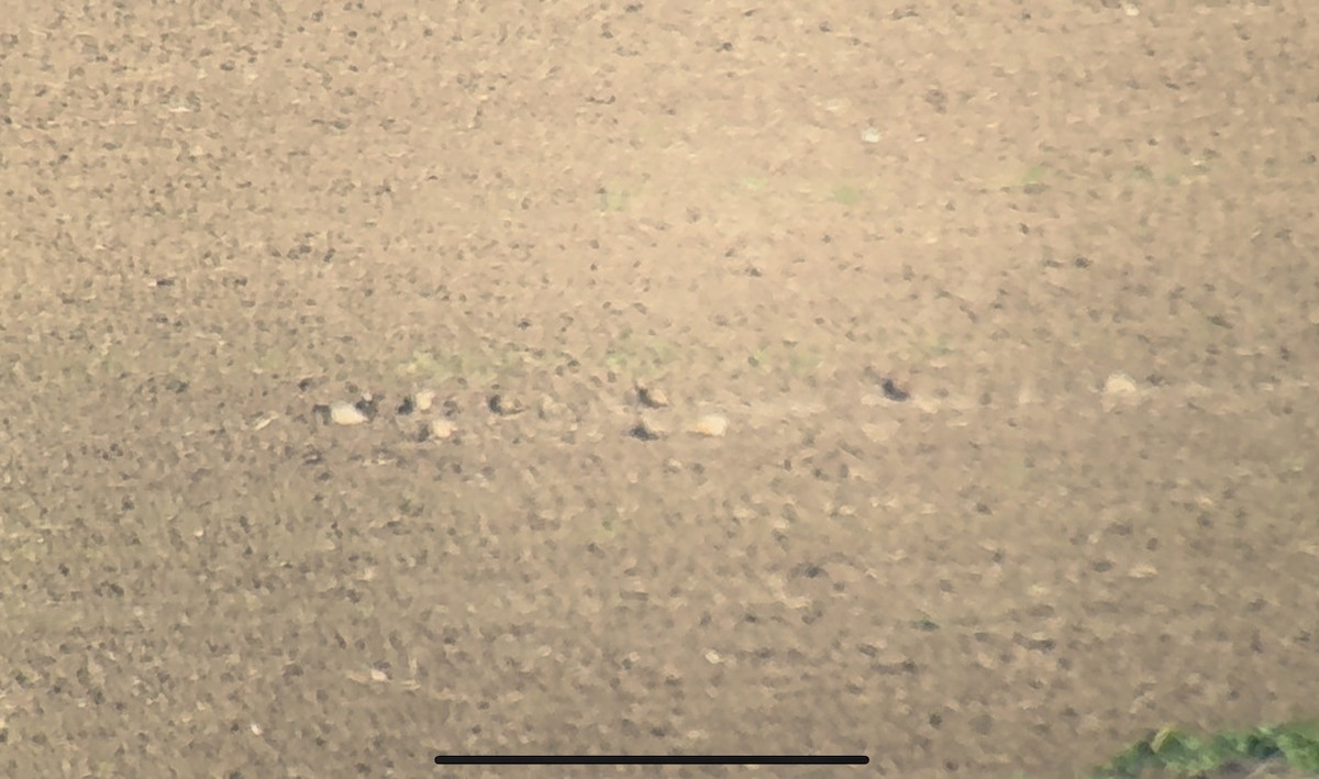 Black-bellied Sandgrouse - ML630707483