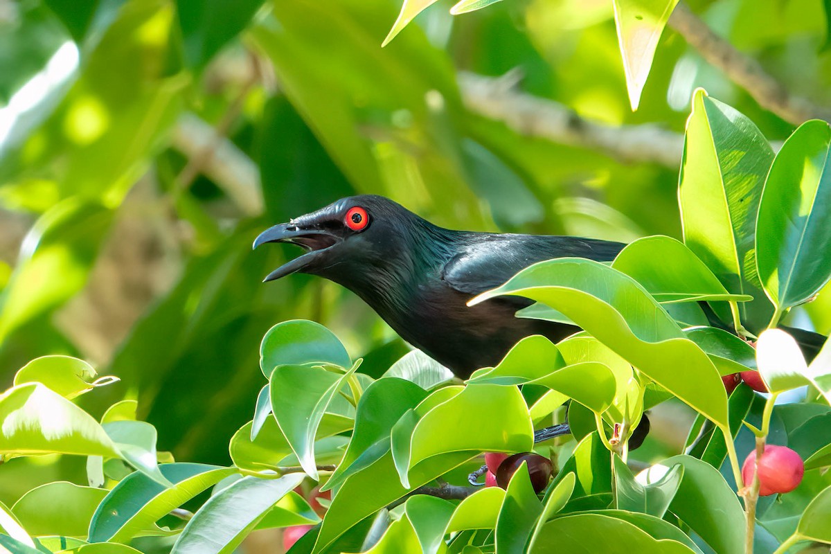 Metallic Starling (Metallic) - Jan Lile
