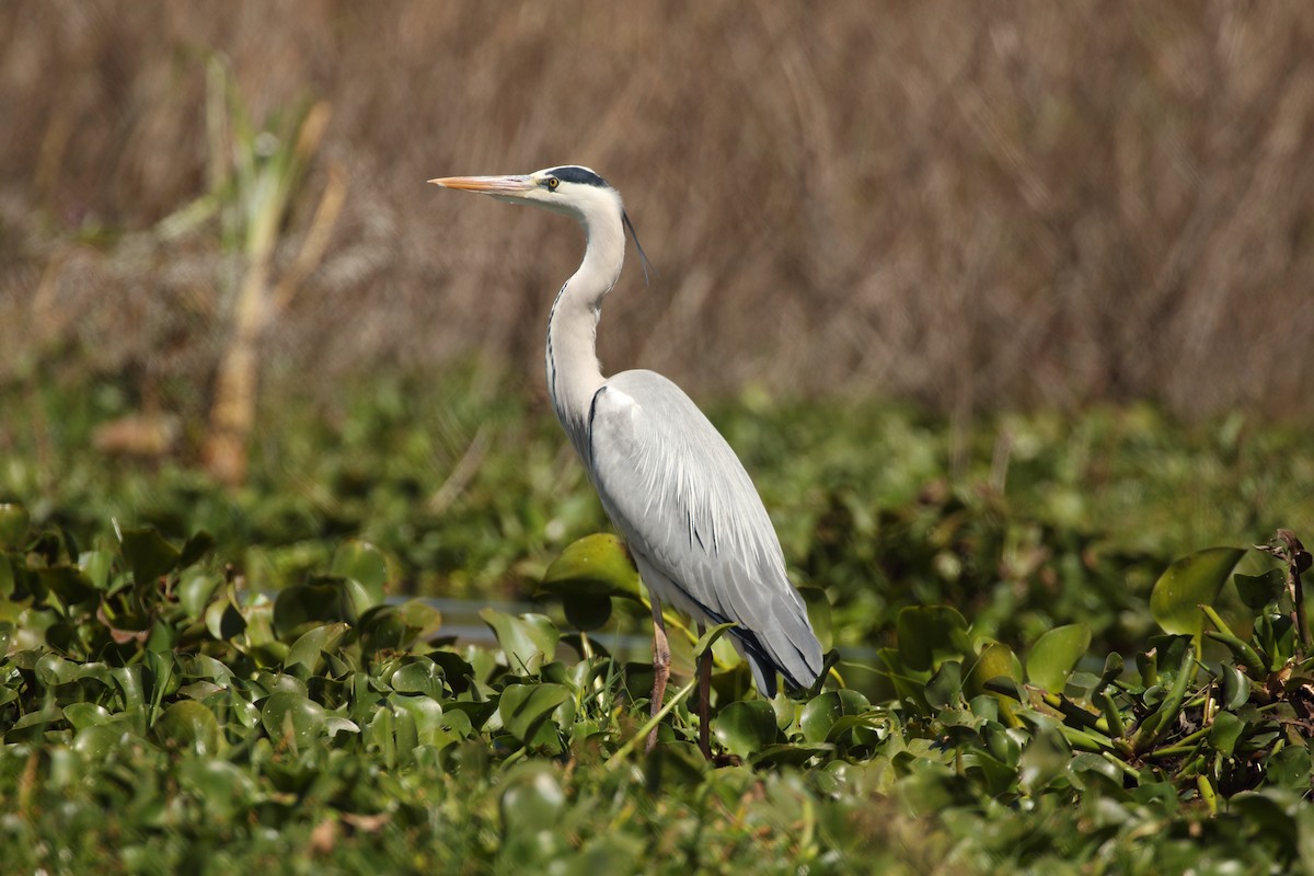 Gray Heron - Maurice Salata