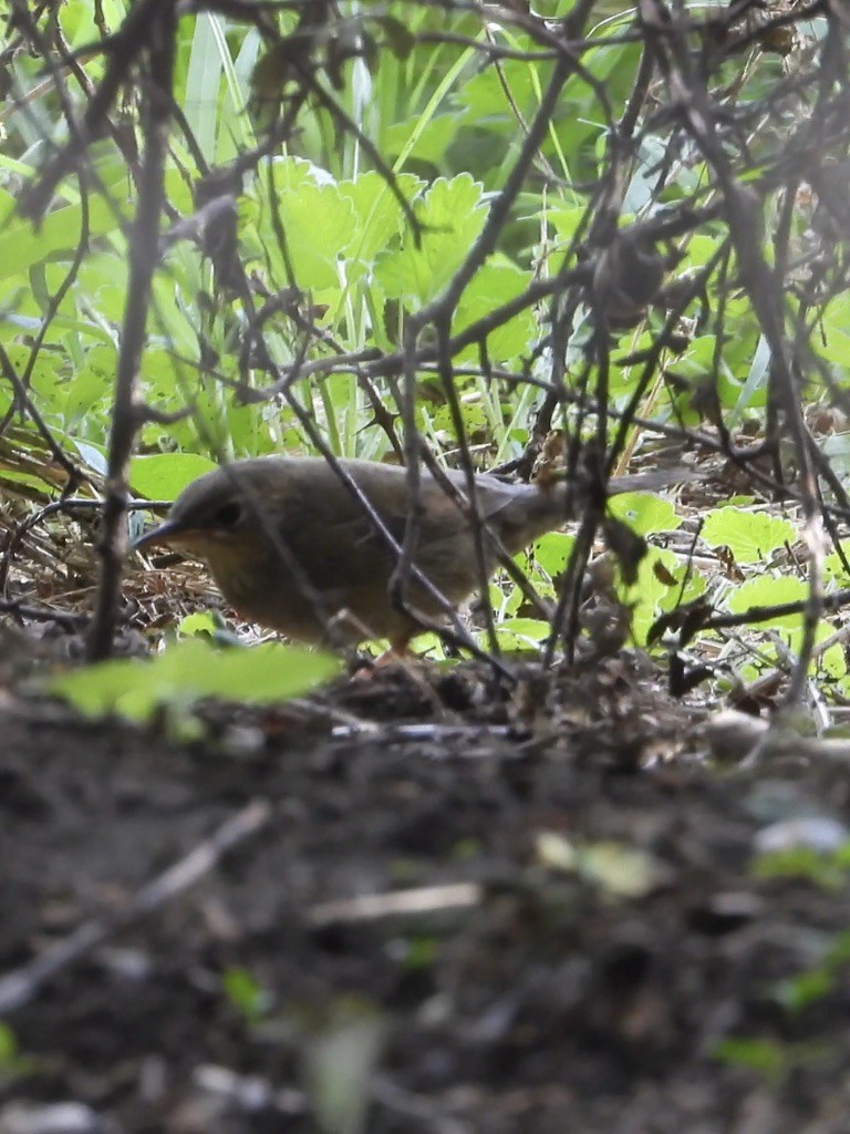 Chinese Bush Warbler - ML630708103