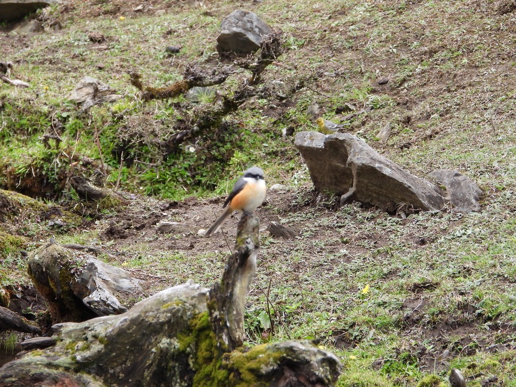 Gray-backed Shrike - ML630708429