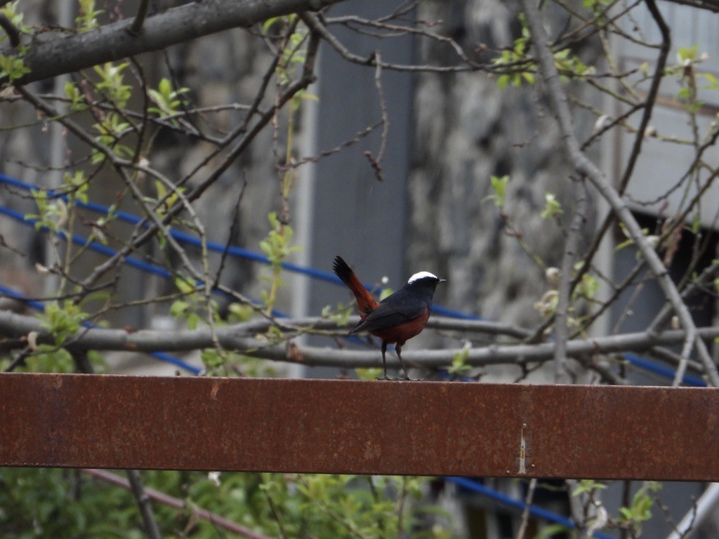 White-capped Redstart - ML630708440