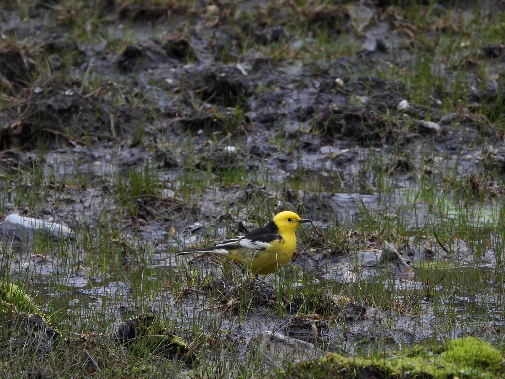 Citrine Wagtail - ML630708447