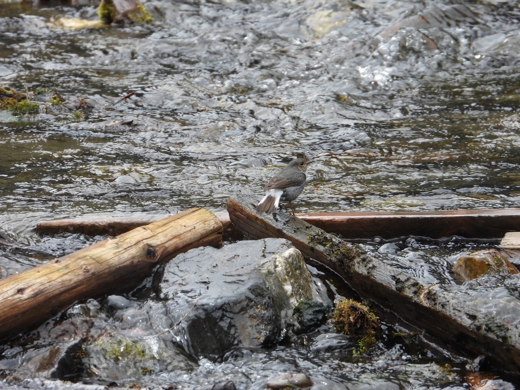 Plumbeous Redstart - ML630708469