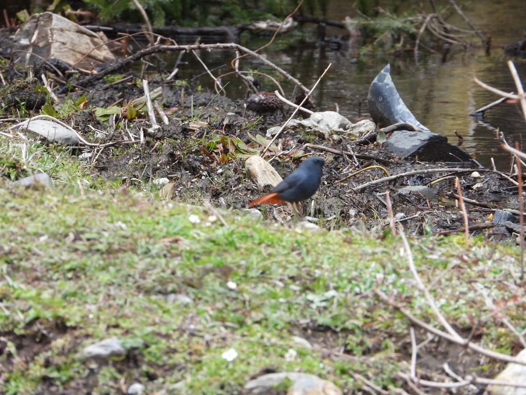 Plumbeous Redstart - ML630708474