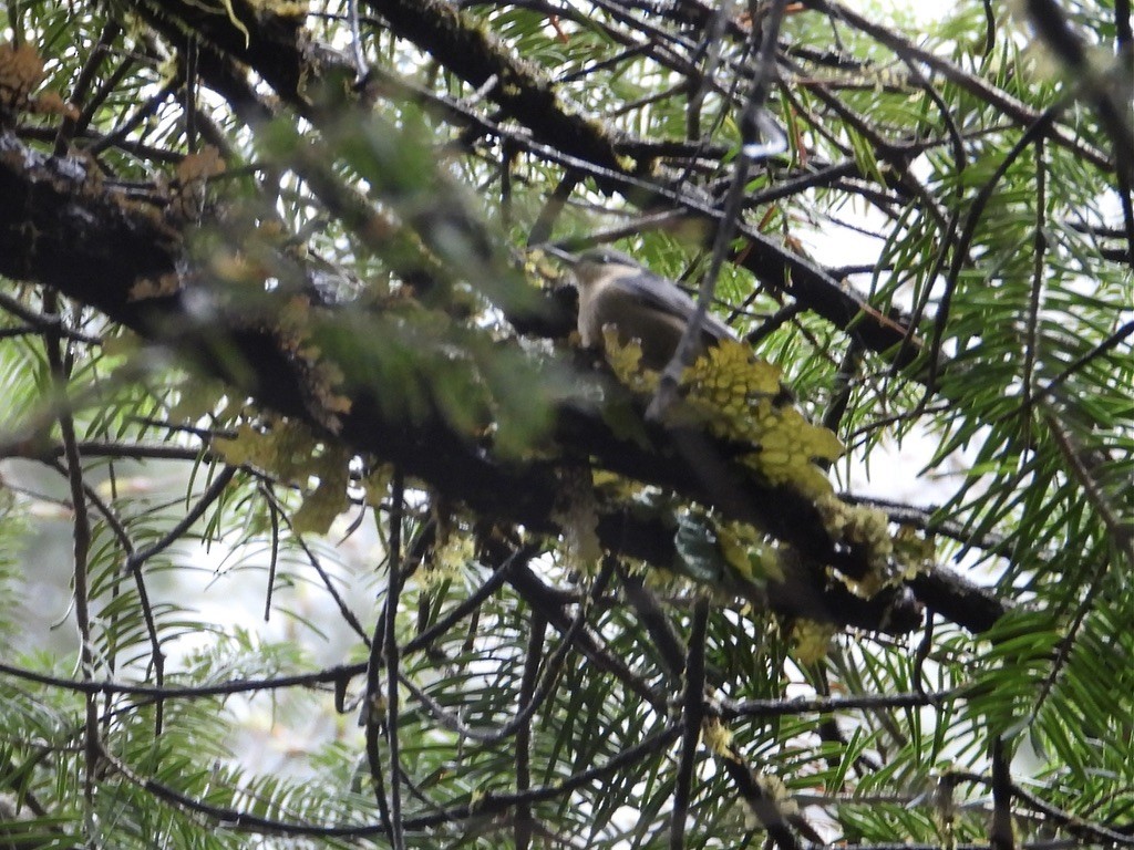 Yunnan Nuthatch - ML630708492