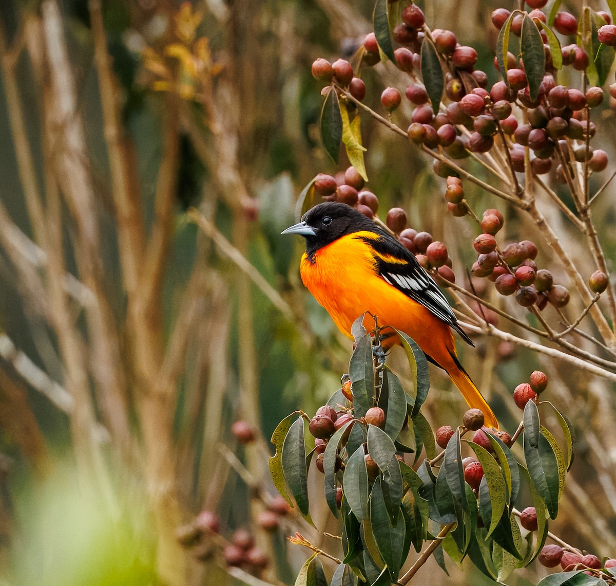Baltimore Oriole - ML630708518