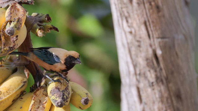 Burnished-buff Tanager - ML630708721