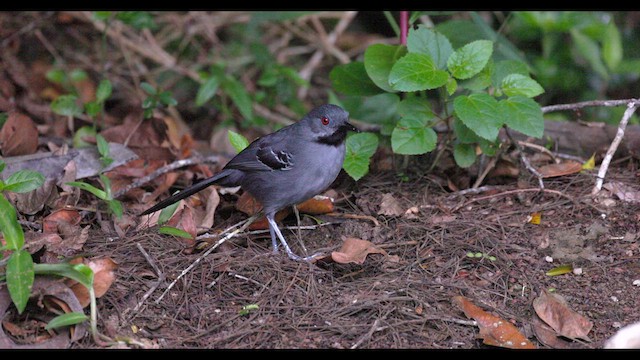 Slender Antbird - ML630708729