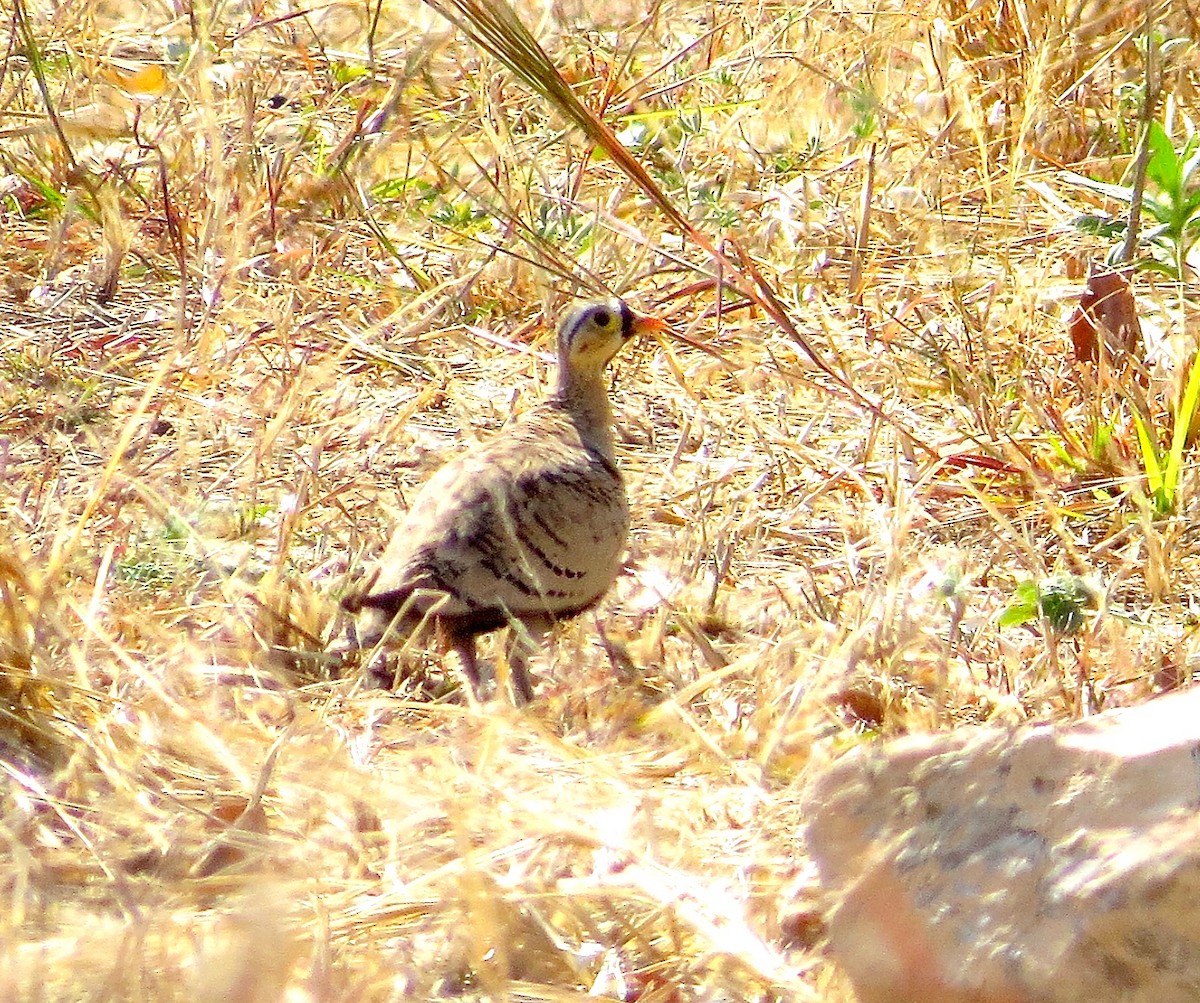 Black-faced Sandgrouse - ML63070881