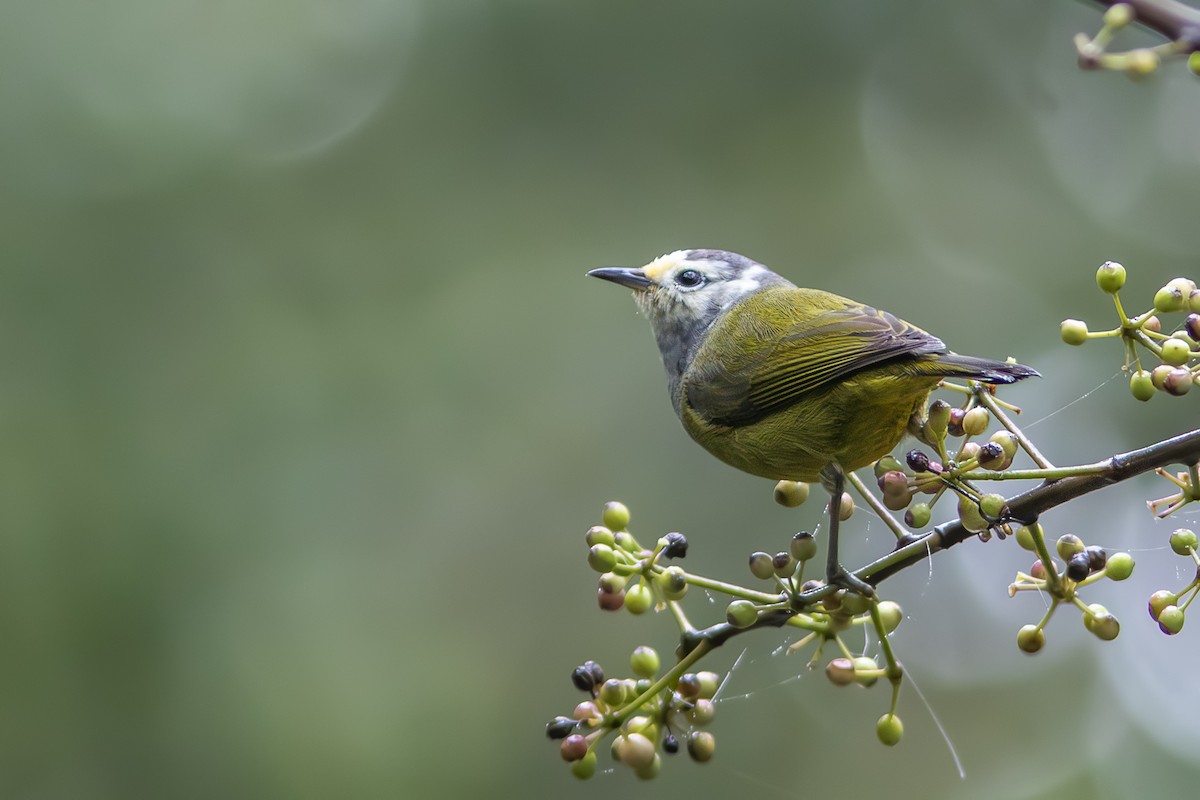 Javabrillenvogel - ML630708812