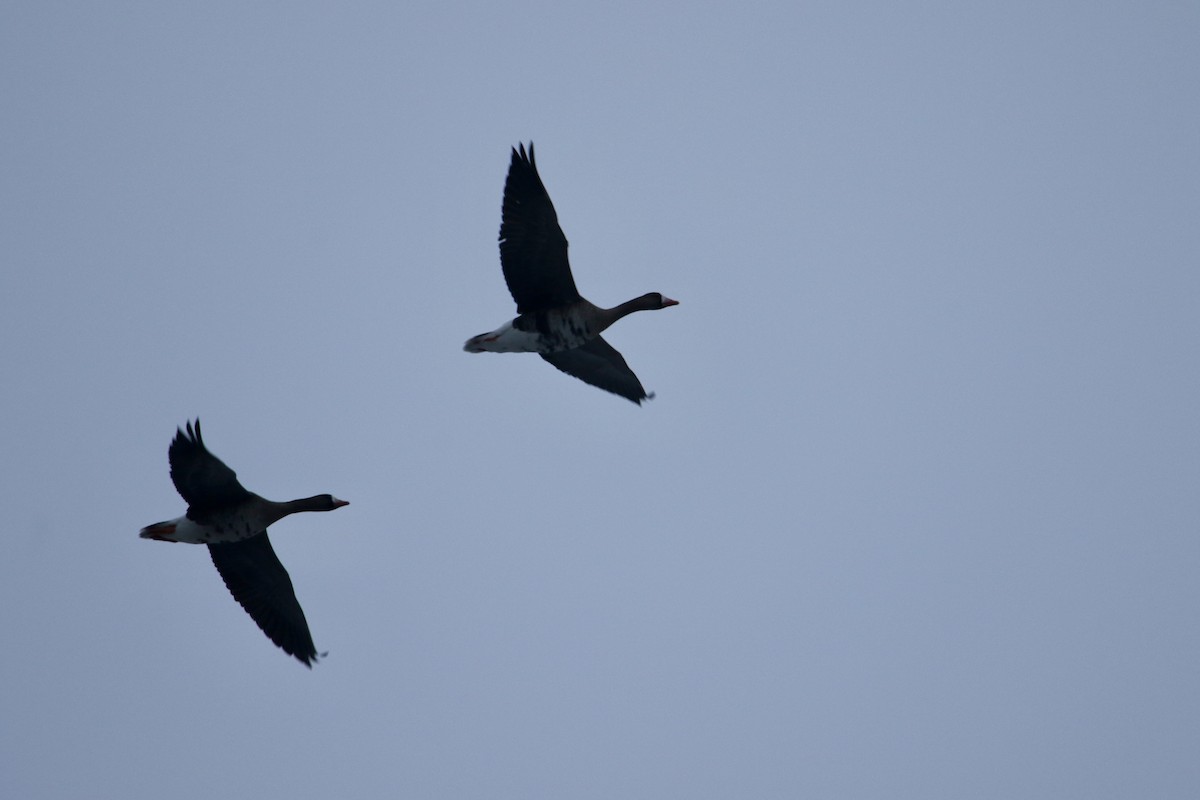 Greater White-fronted Goose - ML630708925
