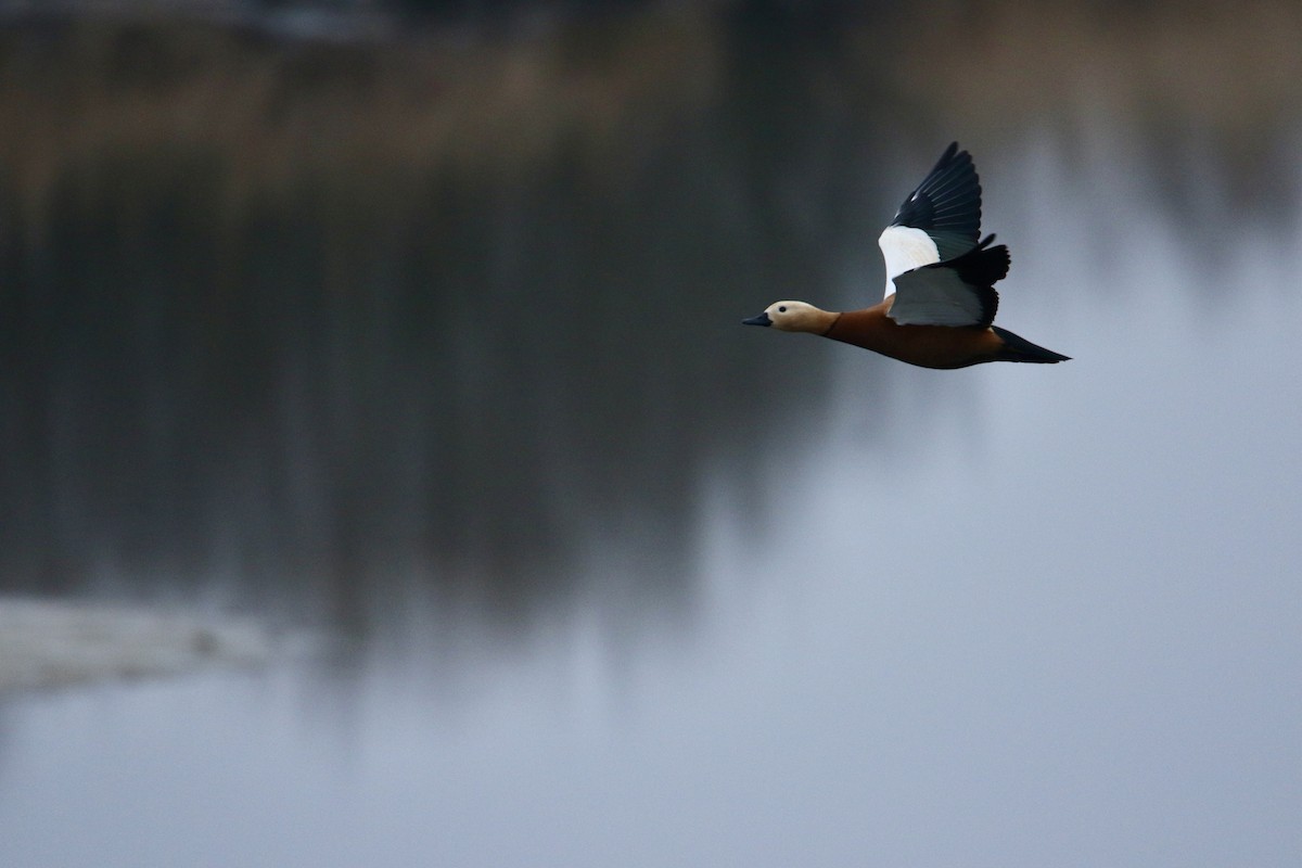 Ruddy Shelduck - ML630708928