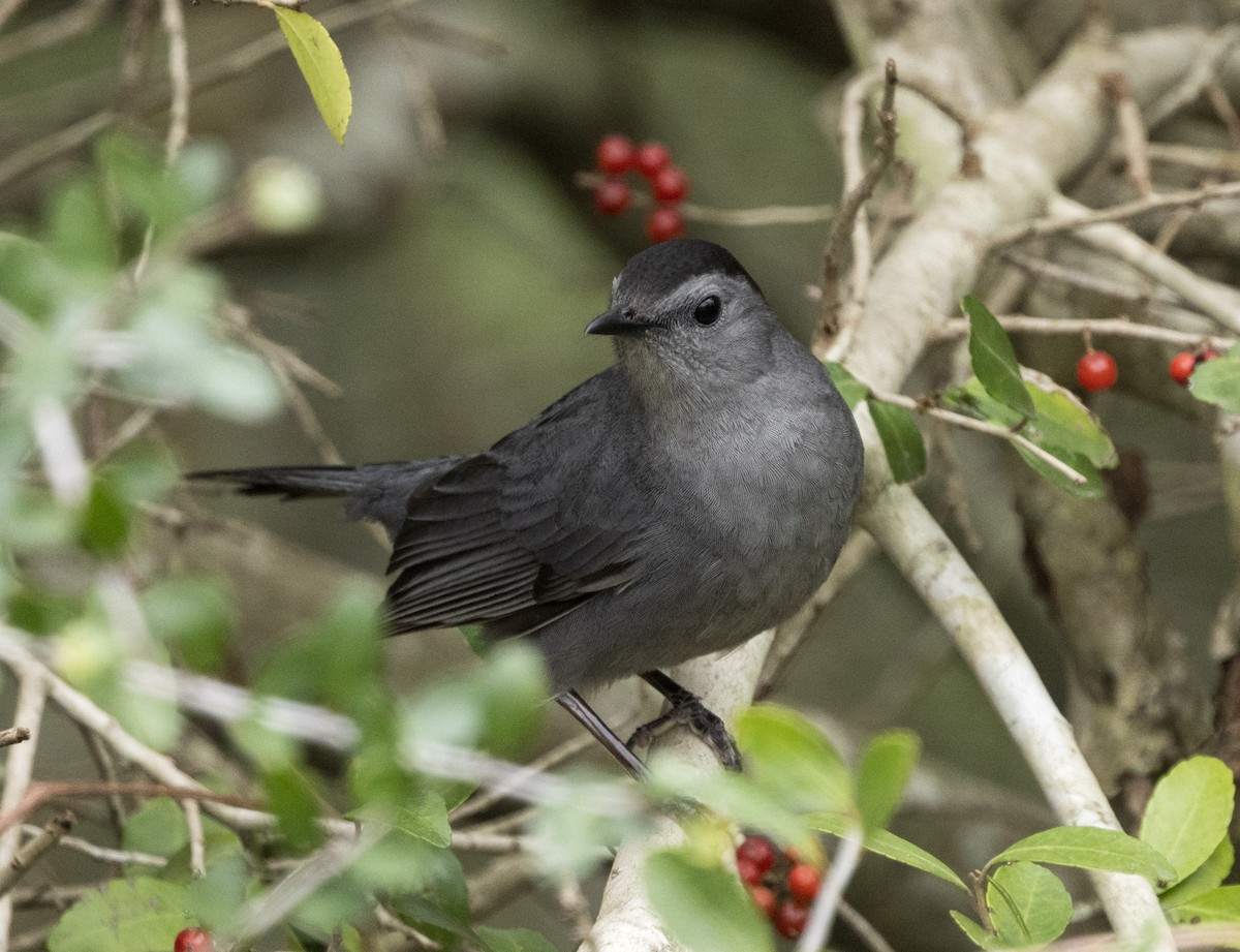 Gray Catbird - ML630708930