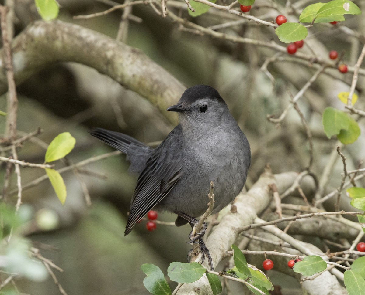 Gray Catbird - ML630708931