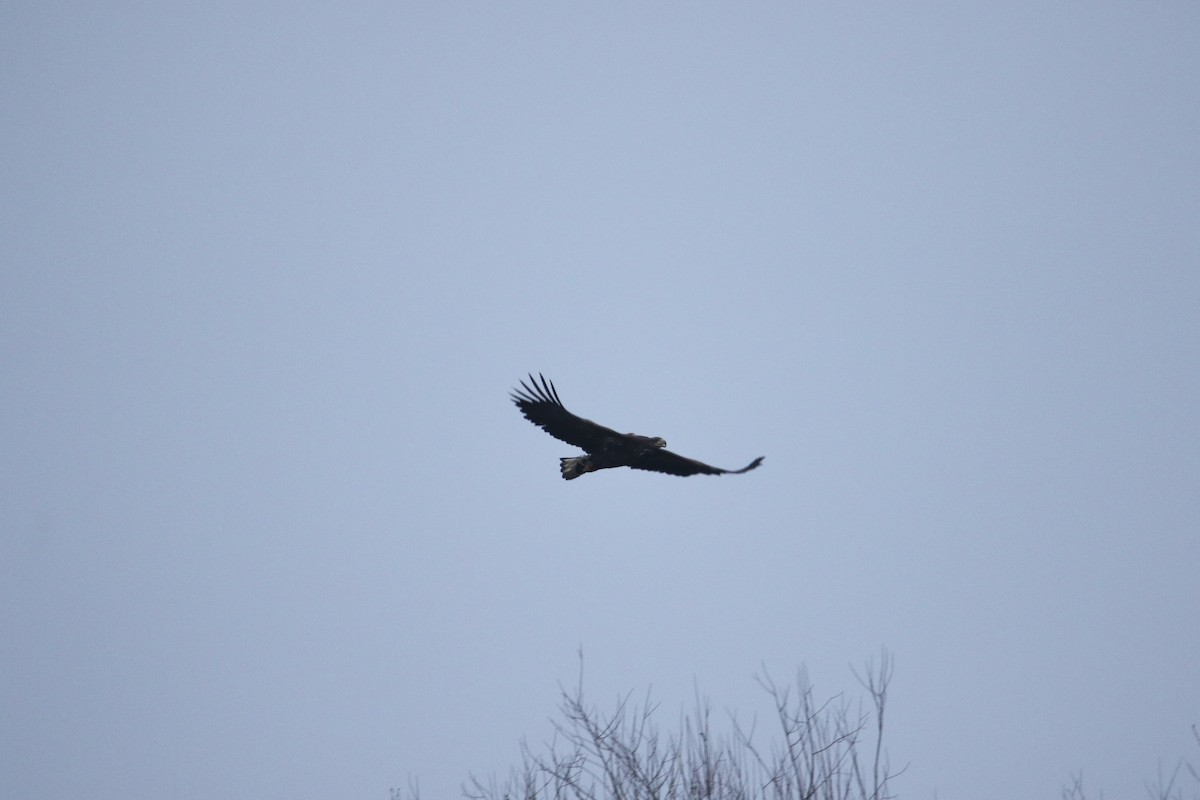White-tailed Eagle - ML630708934