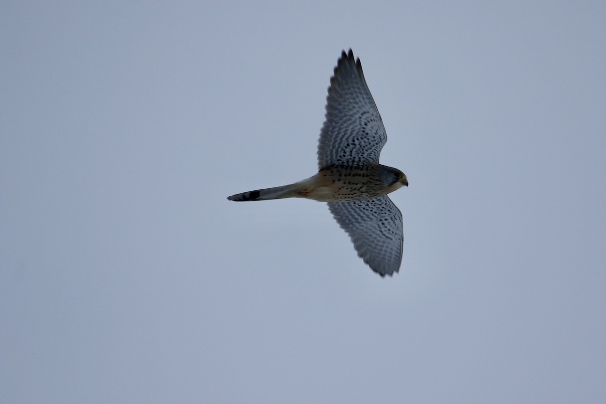 Eurasian Kestrel - ML630708936