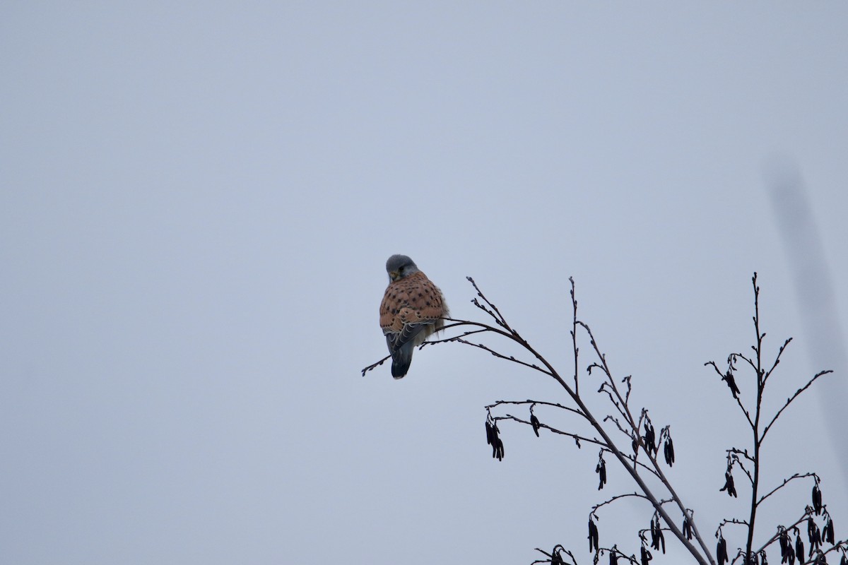Eurasian Kestrel - ML630708937