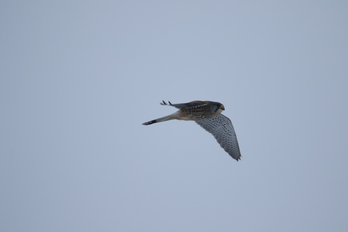 Eurasian Kestrel - ML630708938