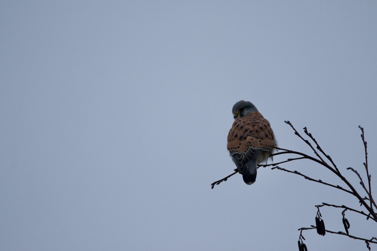 Eurasian Kestrel - ML630708939