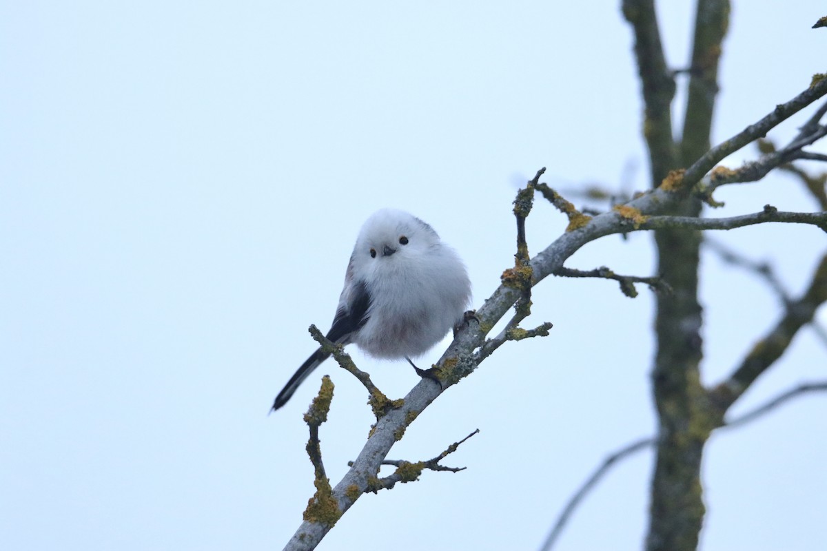 Long-tailed Tit - ML630708942
