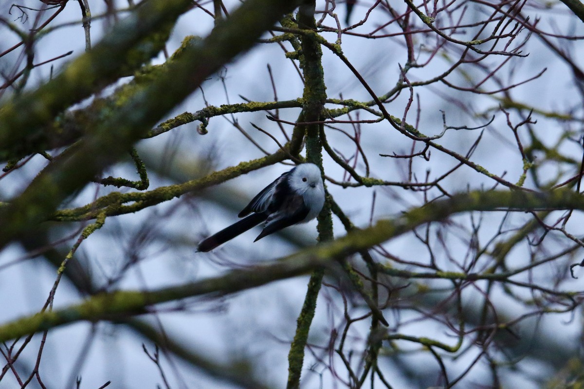 Long-tailed Tit - ML630708943