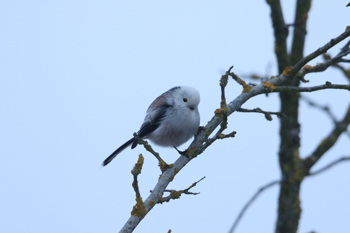 Long-tailed Tit - ML630708944