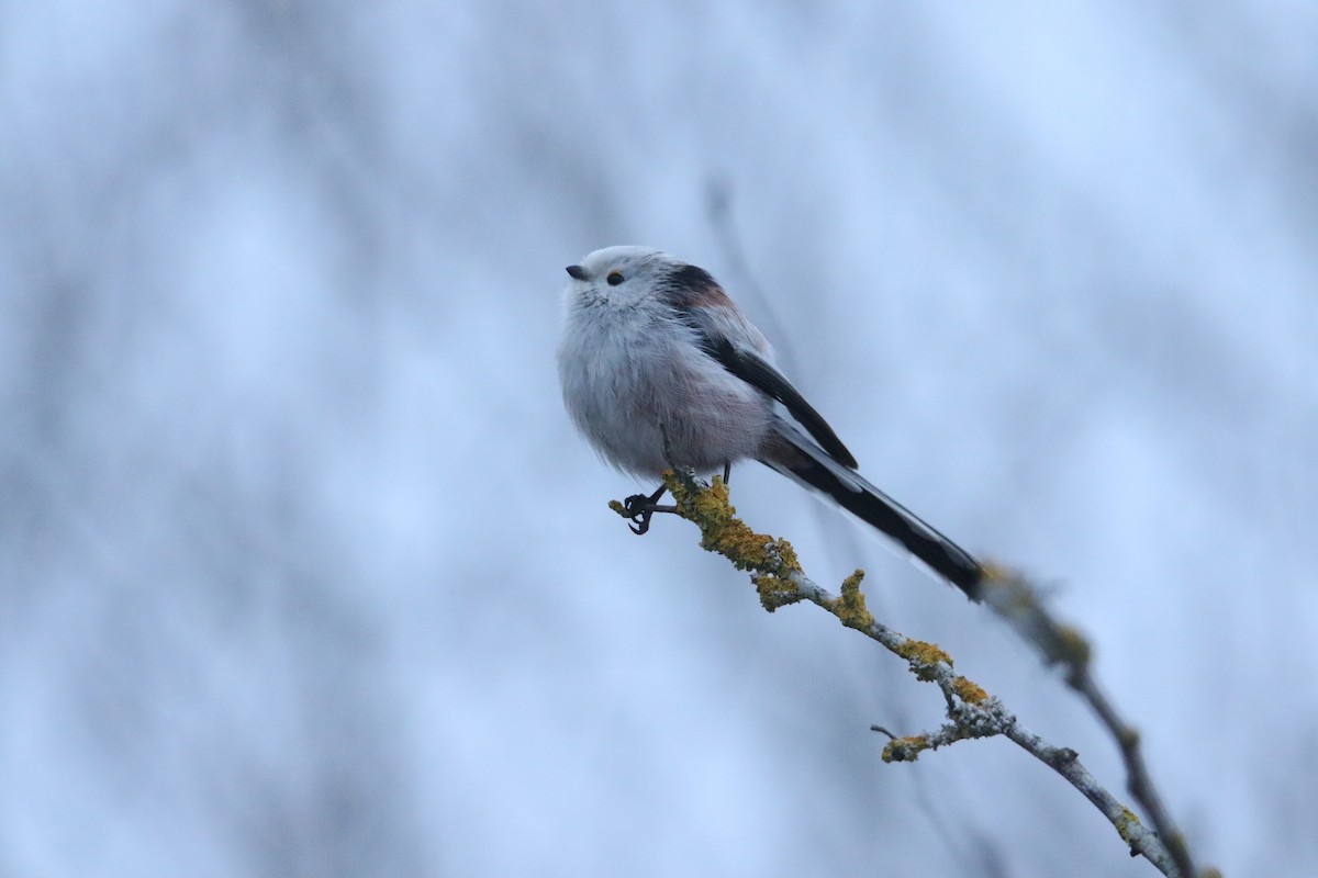 Long-tailed Tit - ML630708945