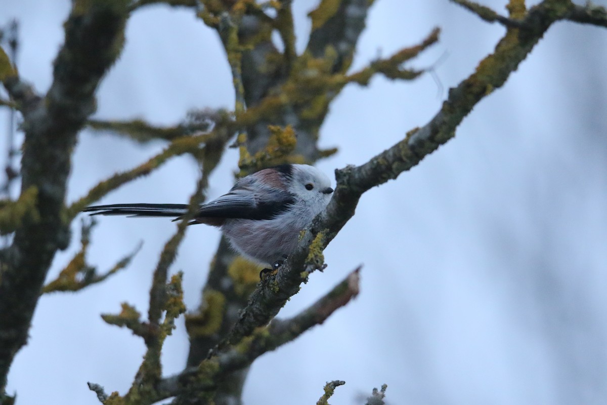 Long-tailed Tit - ML630708946