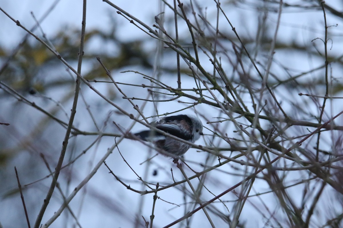 Long-tailed Tit - ML630708947