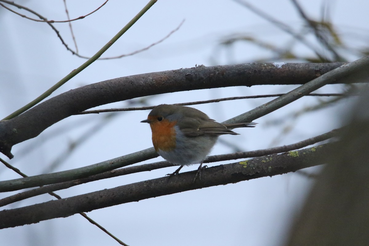 European Robin - ML630708949