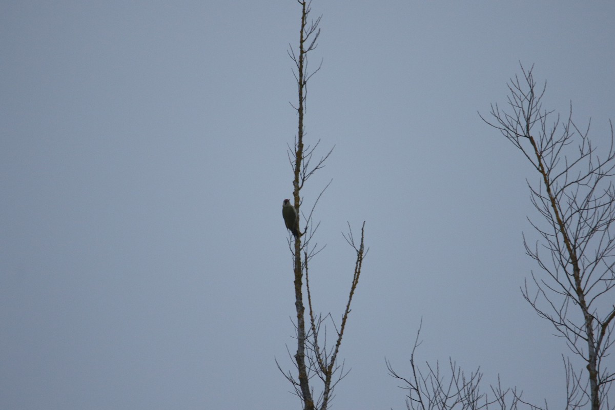 Eurasian Green Woodpecker - ML630708976