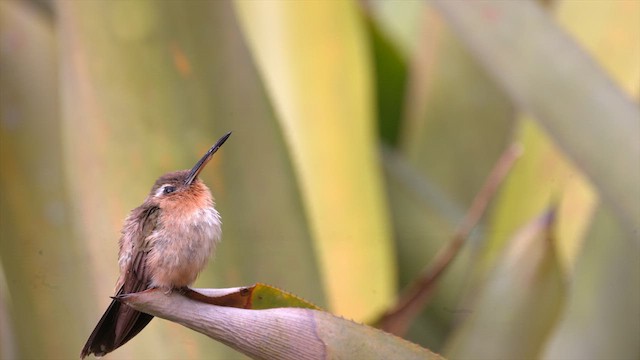 Hook-billed Hermit - ML630709001