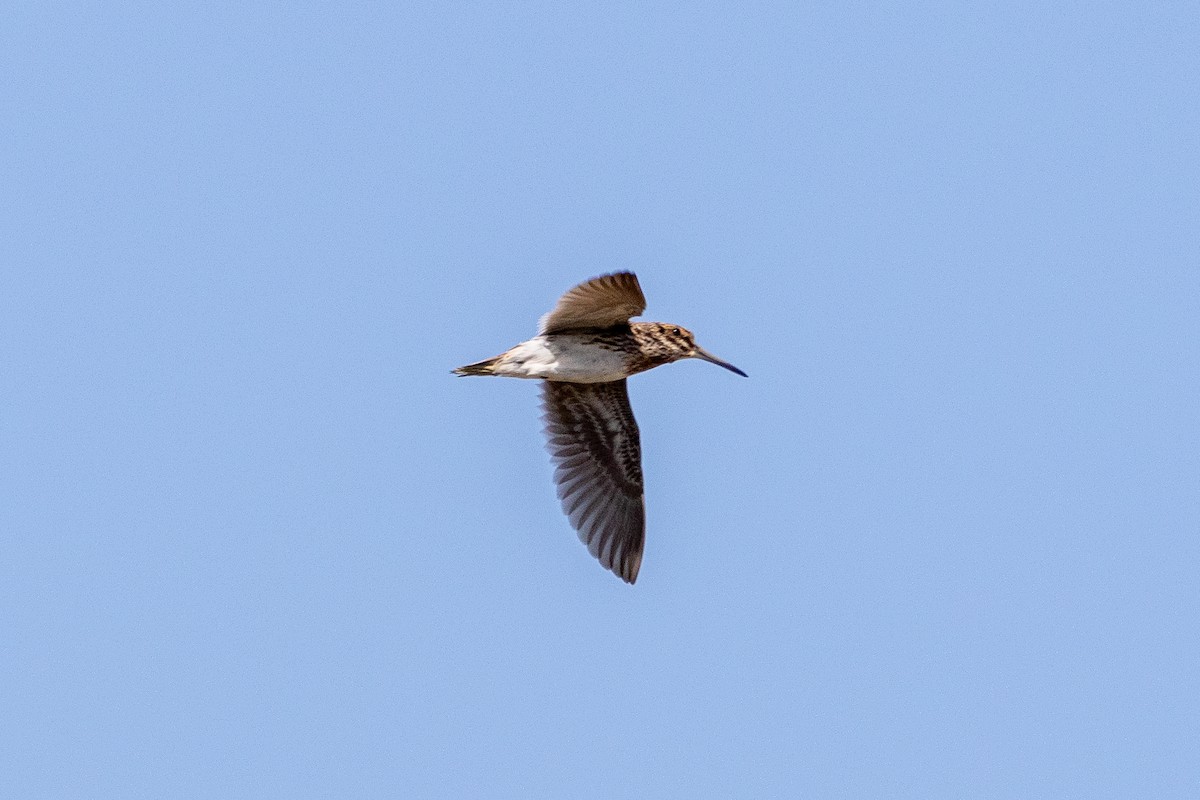 Jack Snipe - Milan Sojitra