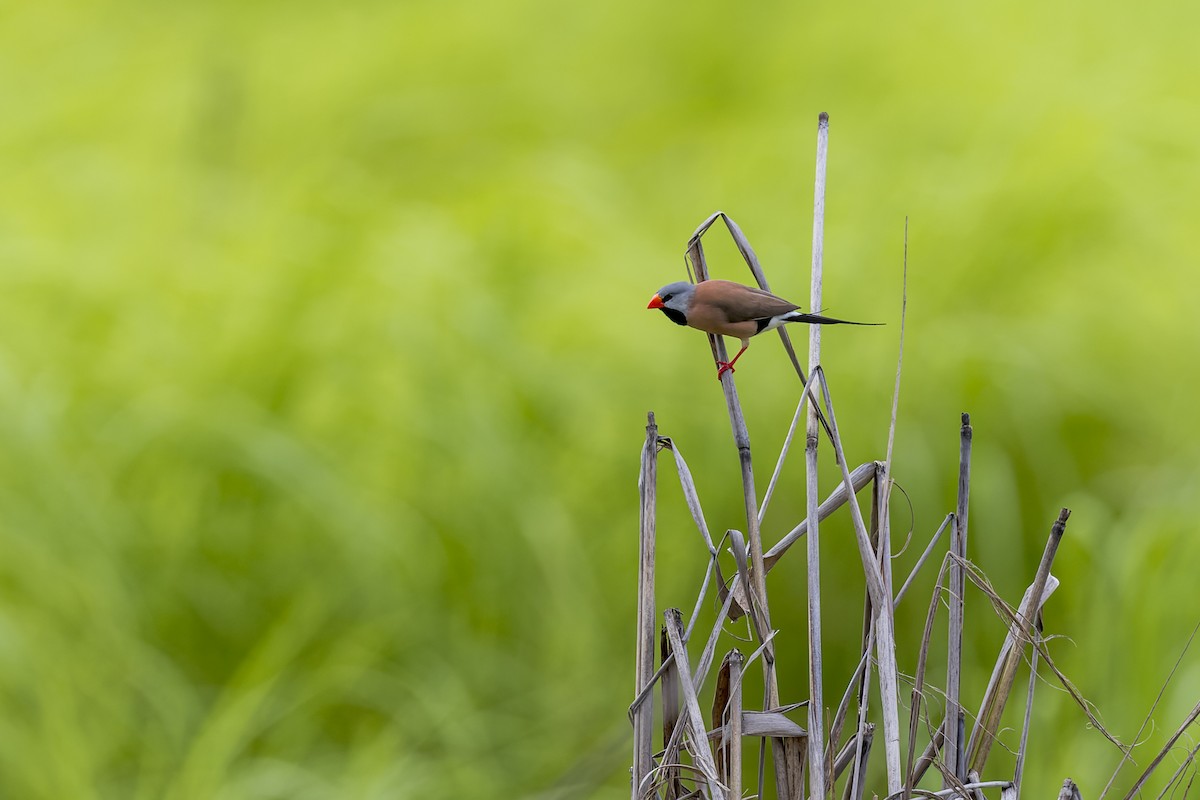 Long-tailed Finch - ML630709144