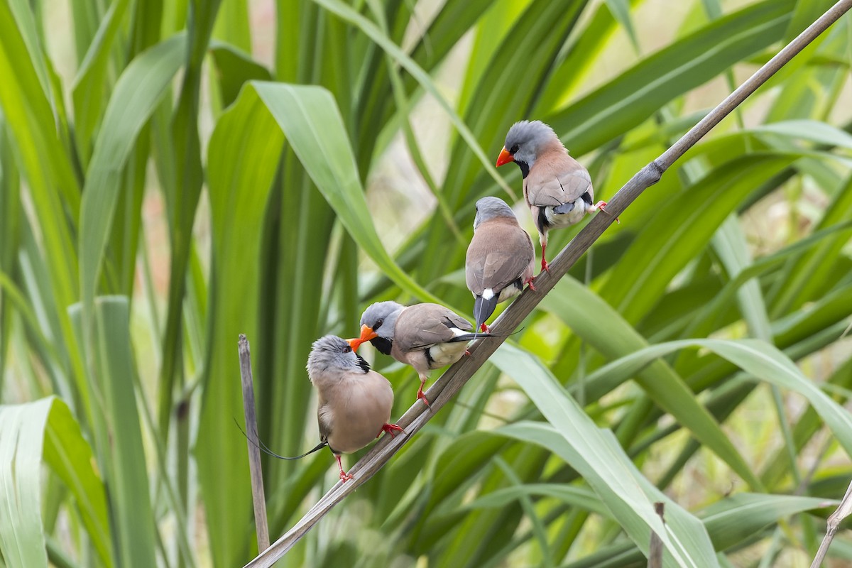 Long-tailed Finch - ML630709145