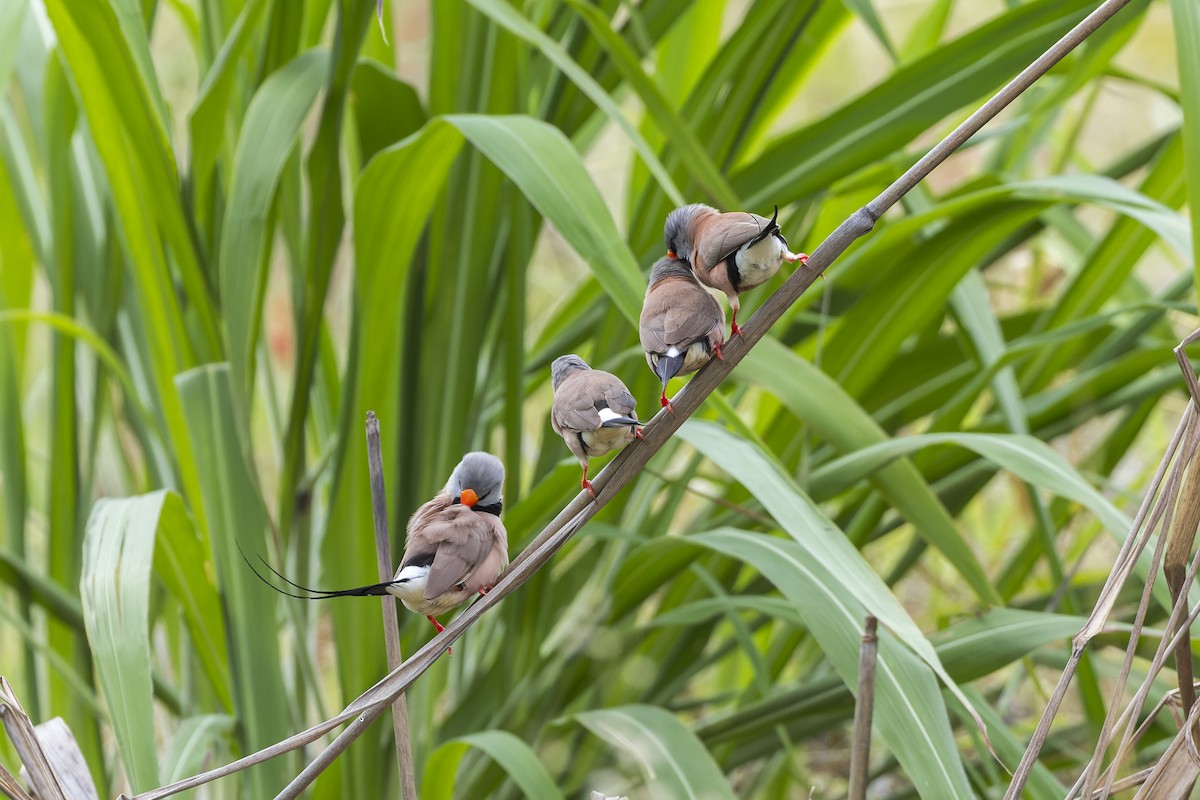 Long-tailed Finch - ML630709148