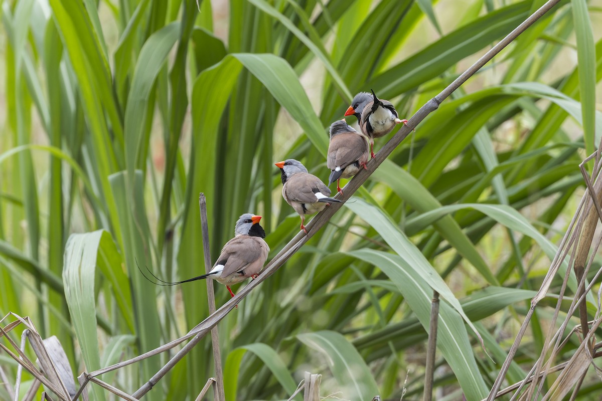 Long-tailed Finch - Dana Cameron