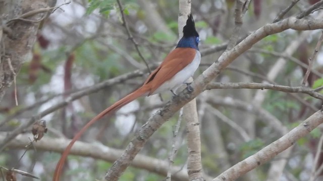 カワリサンコウチョウ - ML630709307